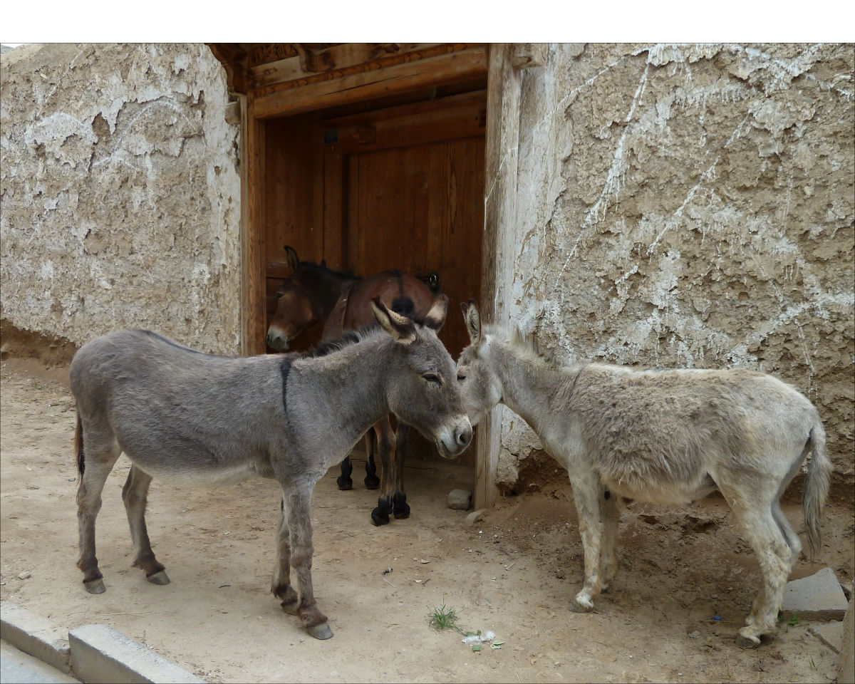 Donkeys