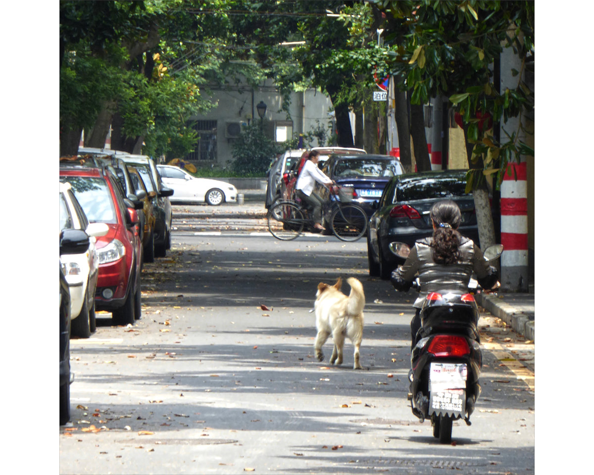 Nanjing - dog walking Chinese style