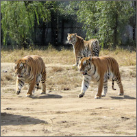 Harbin, Siberian Tiger Park 