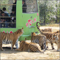 Harbin, Siberian Tiger Park 