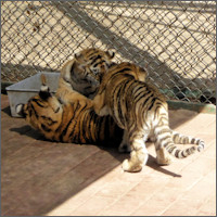 Harbin, Siberian Tiger Park 