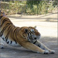 Harbin, Siberian Tiger Park 