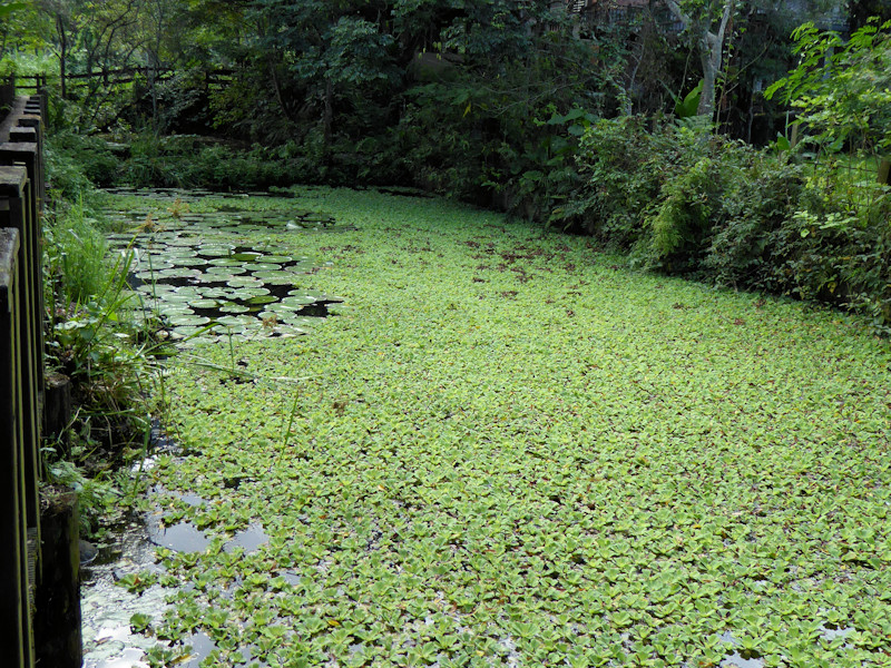 Matai'an Wetlands